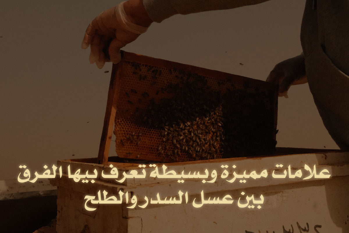 علامات مميزة وبسيطة تعرف بيها الفرق بين عسل السدر والطلح 