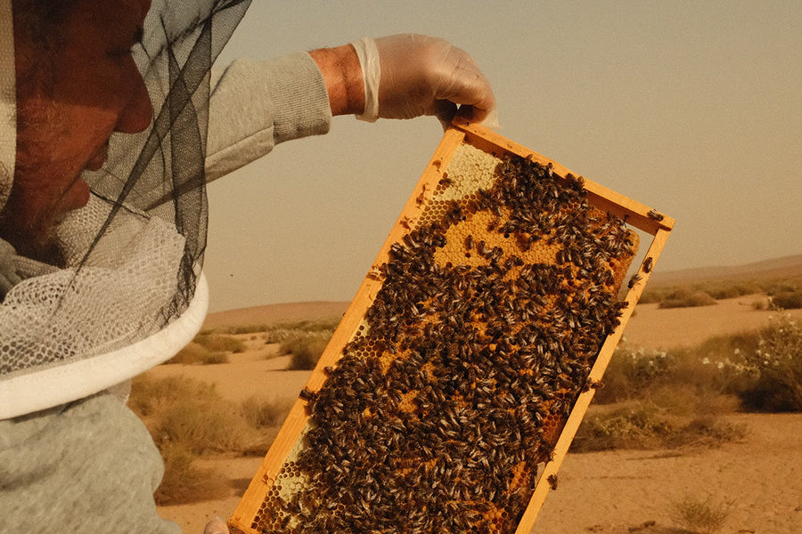 طرق استخدام حبوب لقاح النحل