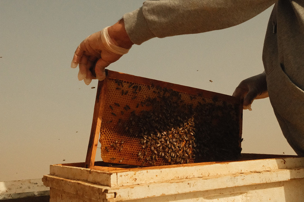 متى يعطى العسل للطفل