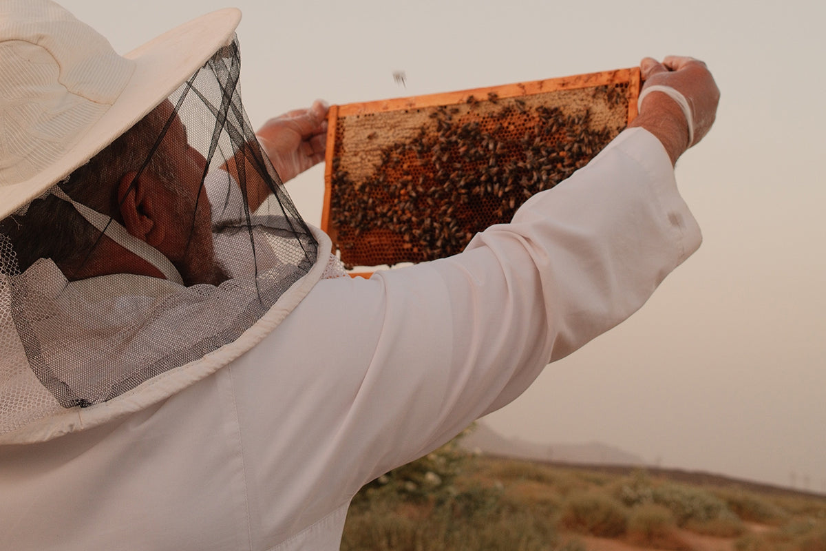 انواع عسل السدر الجبلي