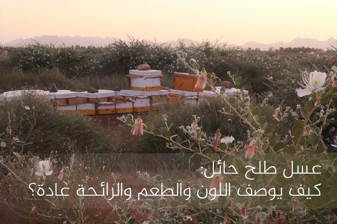 عسل طلح حائل |  كيف يوصف اللون والطعم والرائحة عادة؟