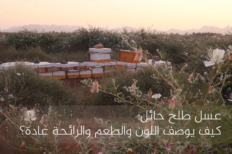 عسل طلح حائل |  كيف يوصف اللون والطعم والرائحة عادة؟