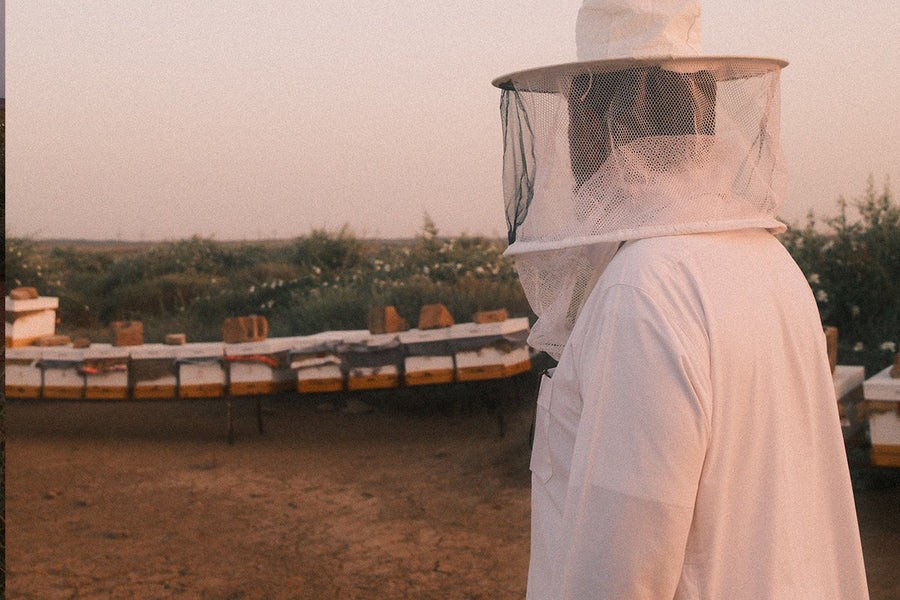 الفرق بين عسل السدر والطلح