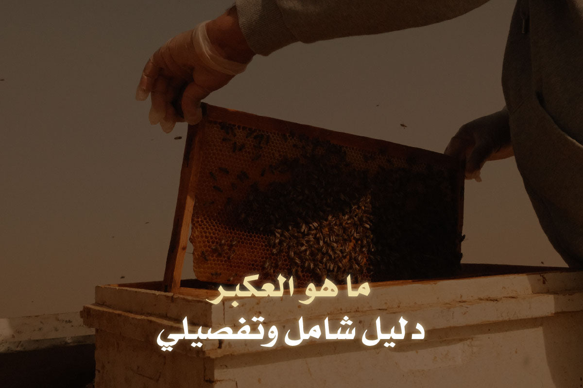 ما هو العكبر؟