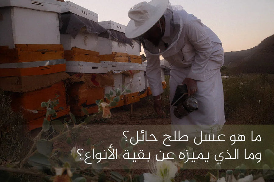 ما هو عسل طلح حائل؟