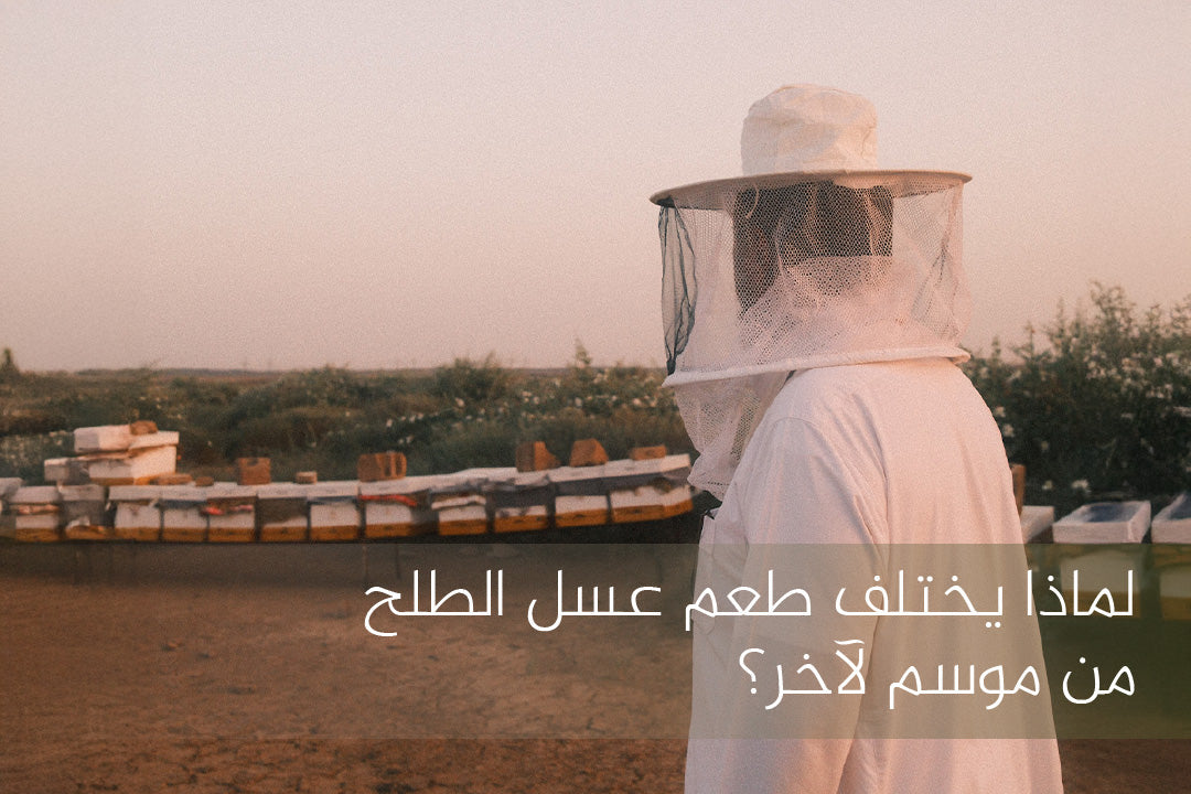 طعم عسل الطلح
