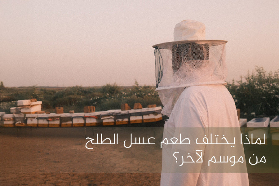 طعم عسل الطلح