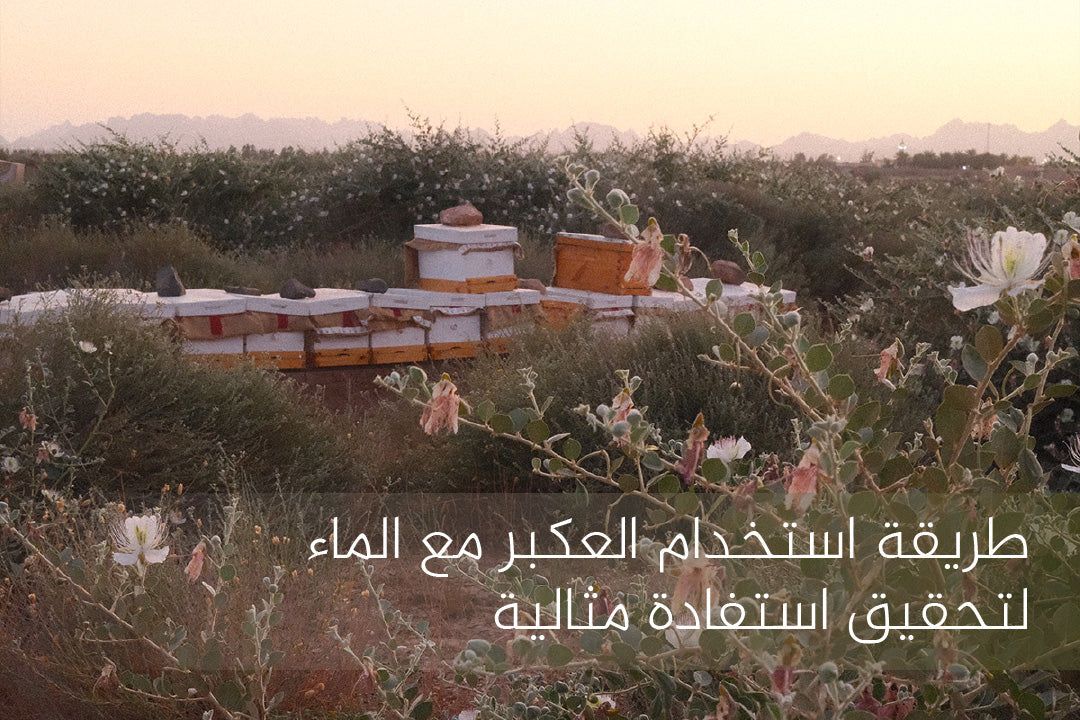 استخدام العكبر مع الماء