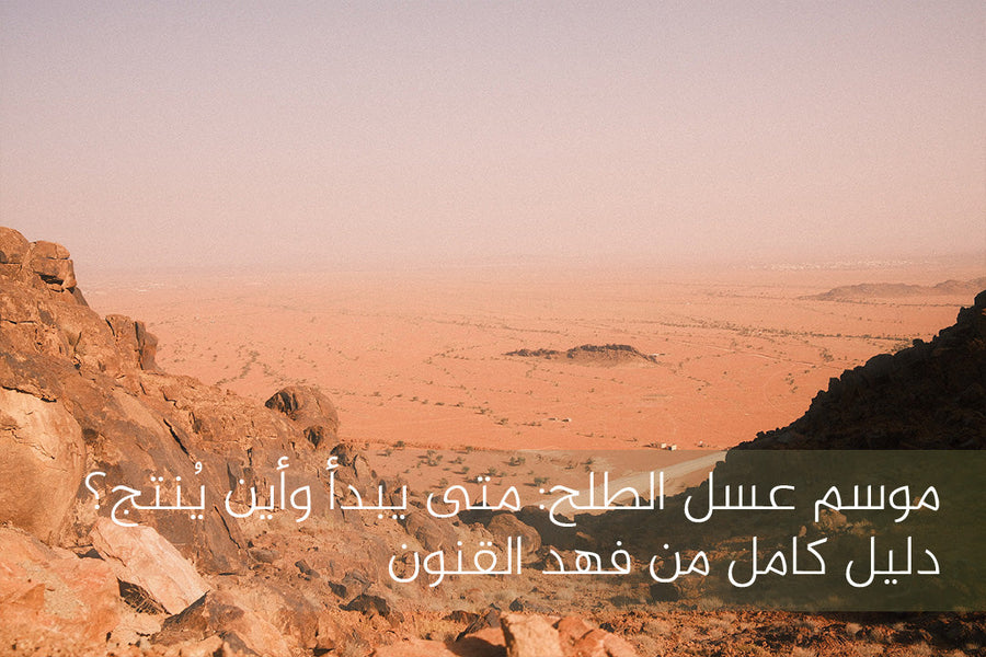 موسم عسل الطلح
