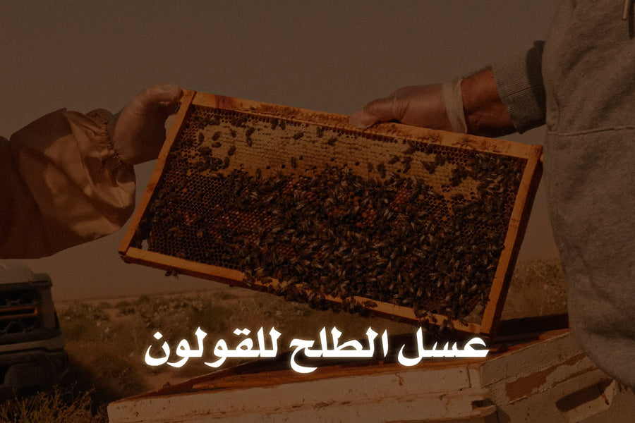عسل الطلح للقولون 
