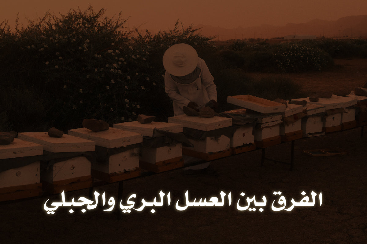الفرق بين العسل البري والجبلي