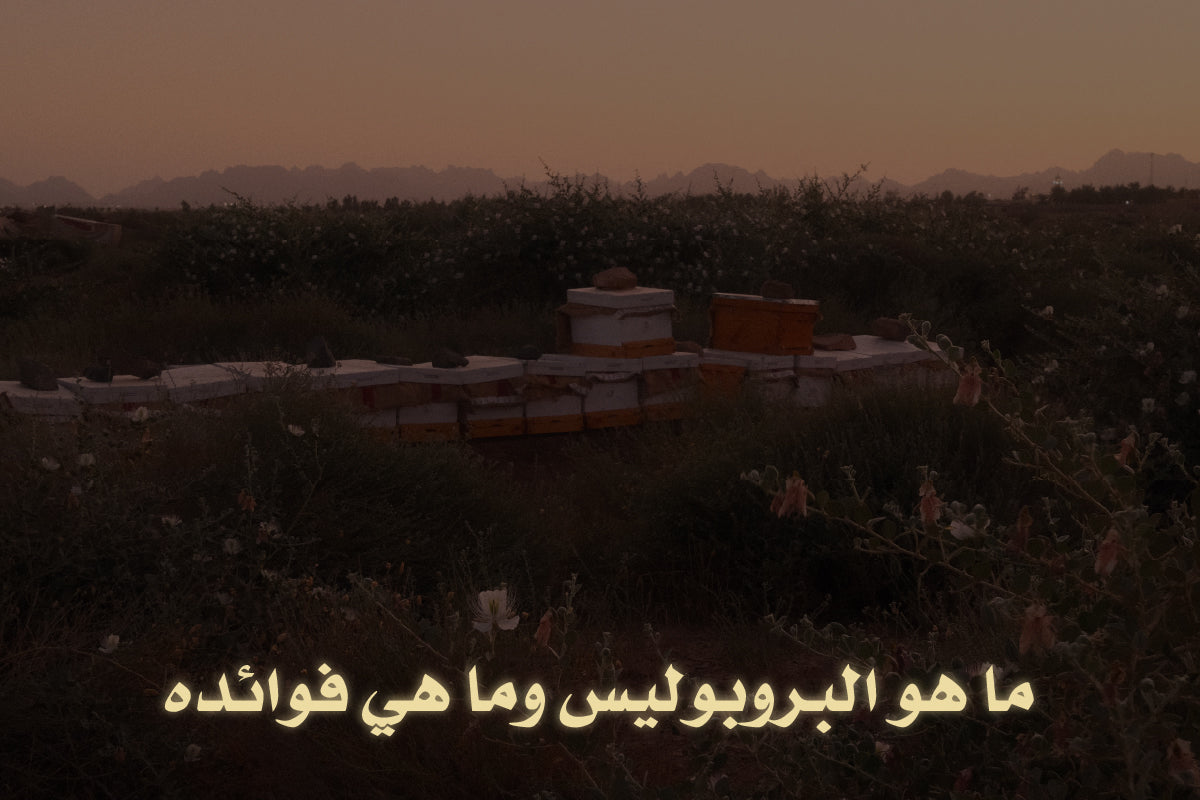 ما هو البروبوليس وما هي فوائده