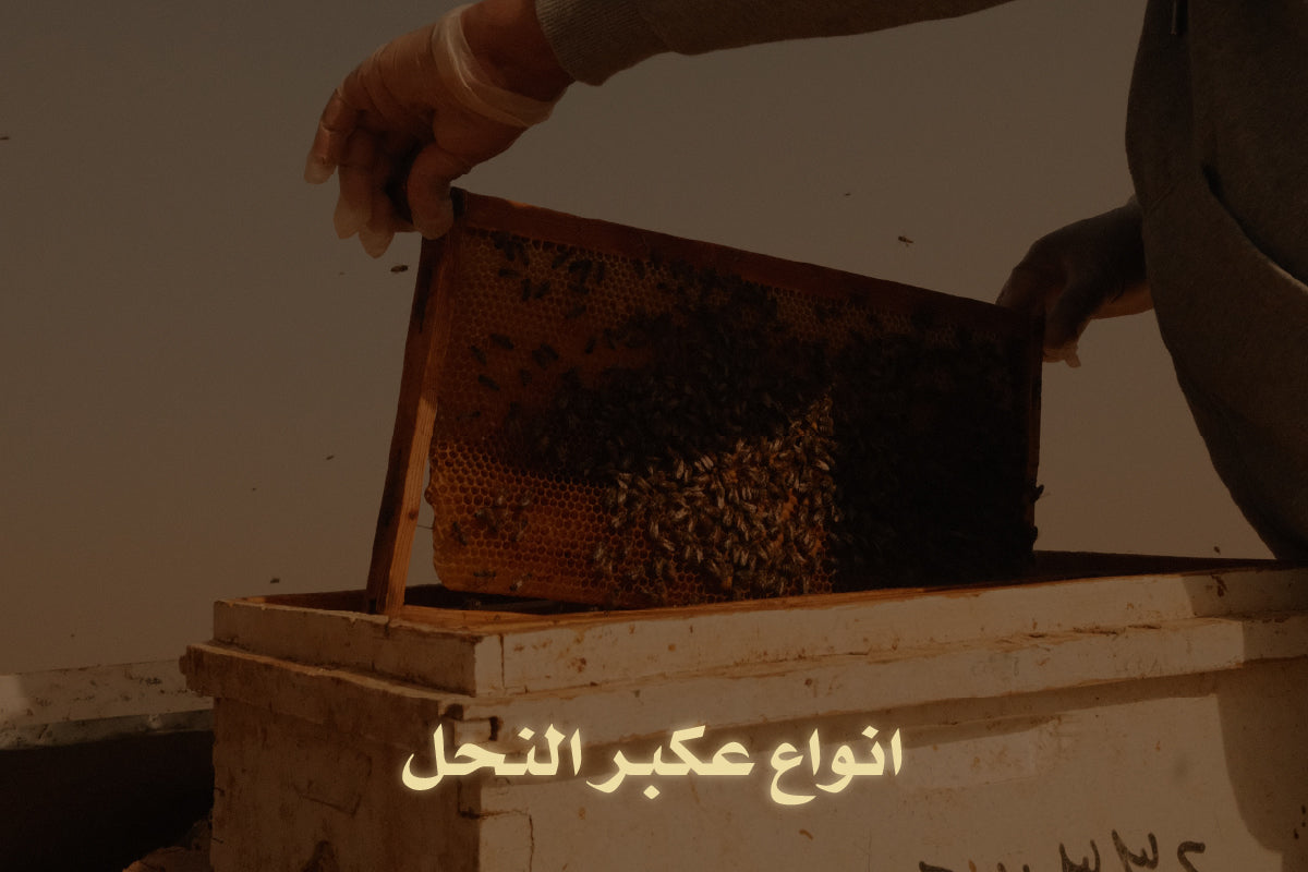 انواع عكبر النحل