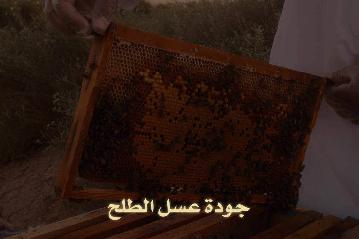 جودة عسل الطلح