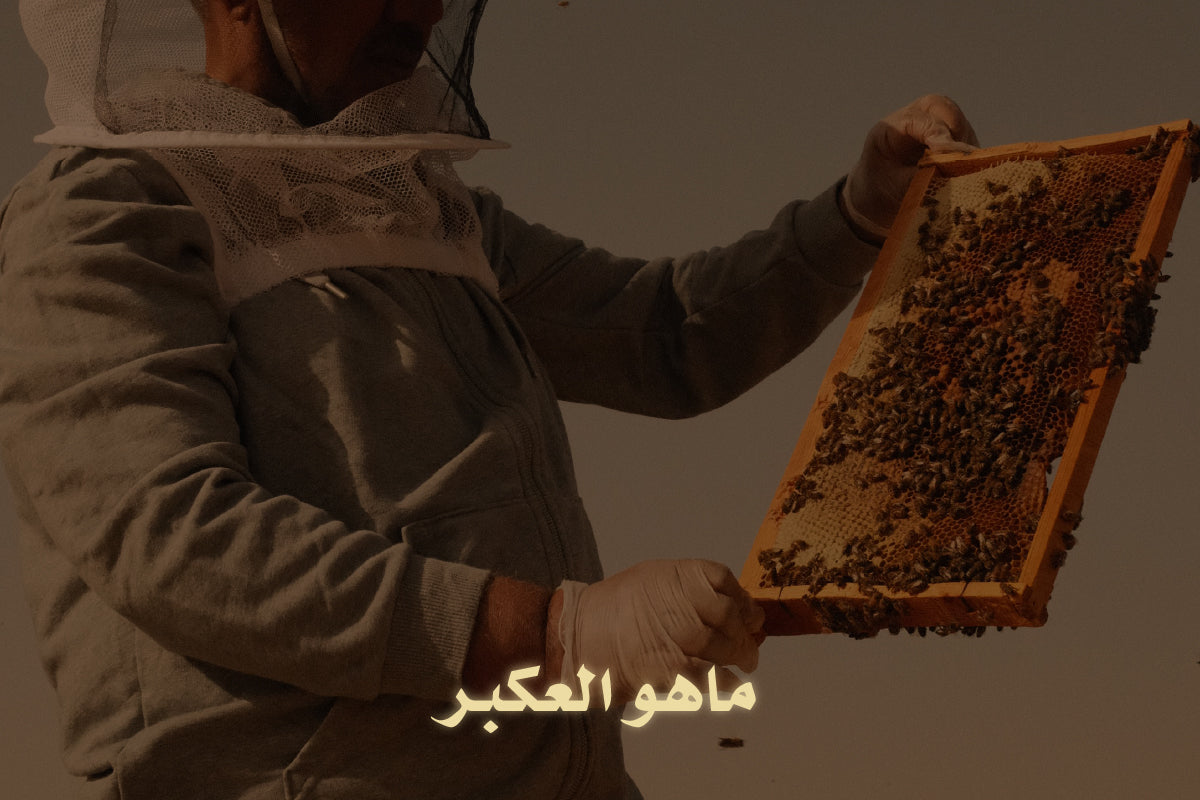 ما هو العكبر؟ دليلك لأبرز استخداماته وفوائده الطبية