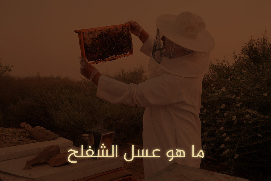 ما هو عسل الشفلح