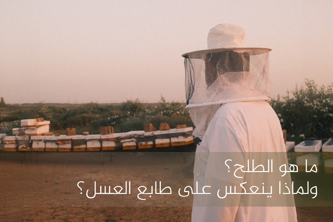 ماهو الطلح