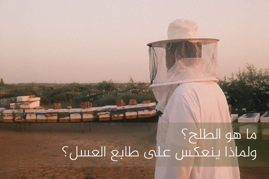 ماهو الطلح