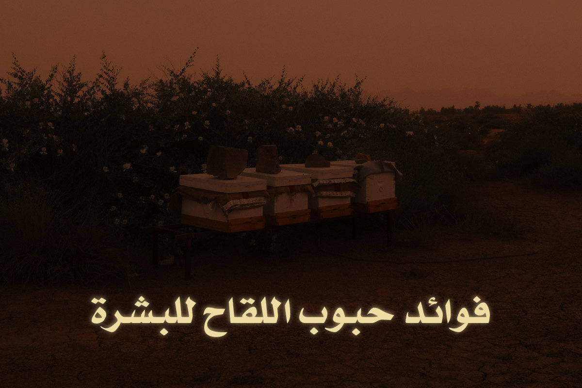 الدليل الشامل عن فوائد حبوب اللقاح للبشرة من فهد القنون