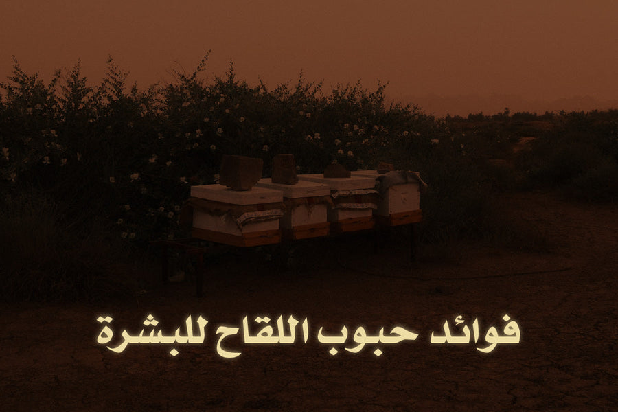 الدليل الشامل عن فوائد حبوب اللقاح للبشرة من فهد القنون
