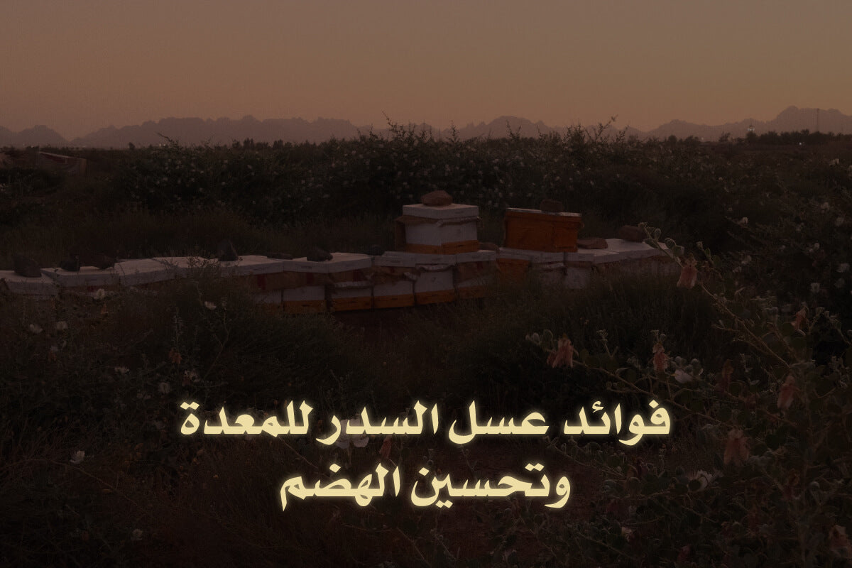 فوائد عسل السدر للمعدة وتحسين الهضم