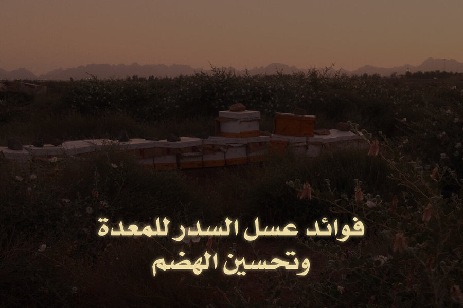 فوائد عسل السدر للمعدة وتحسين الهضم